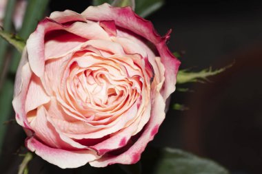 Koyu arkaplanda güzel bir gül çiçeği