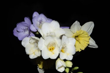 Siyah arka planda güzel çiçekler