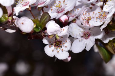 Bahar zamanı ağaç dalında beyaz çiçekler