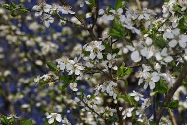Bahar zamanı ağaç dalında beyaz çiçekler