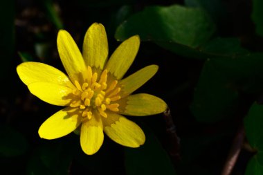 Bahçedeki güzel sarı çiçekler