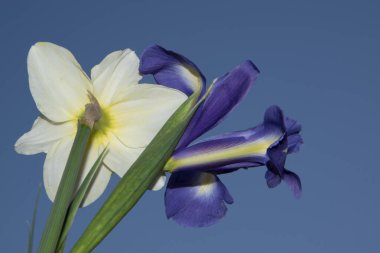 Mavi arka planda güzel gözler ve narsis çiçekleri