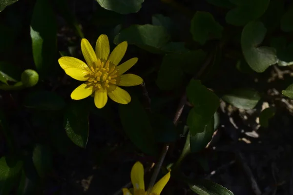 Belles Fleurs Jaunes Dans Jardin — Photo