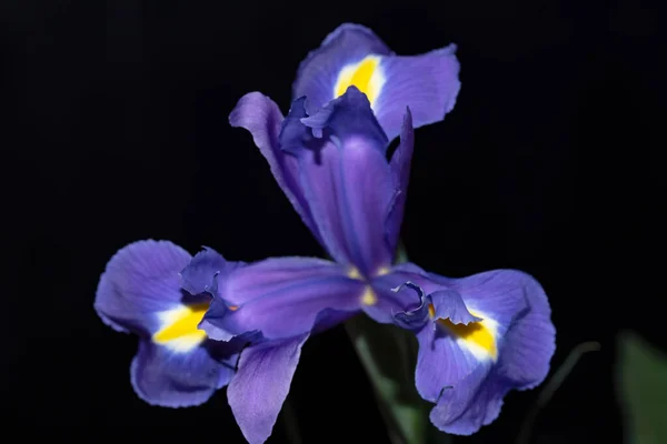 Красиві Квіти Ірису Чорному Фоні — стокове фото