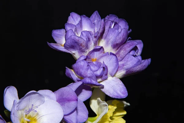 Κλείσιμο Των Μοβ Λουλουδιών Στον Κήπο — Φωτογραφία Αρχείου