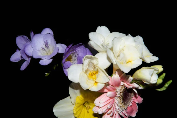 Siyah Arka Planda Güzel Çiçekler — Stok fotoğraf