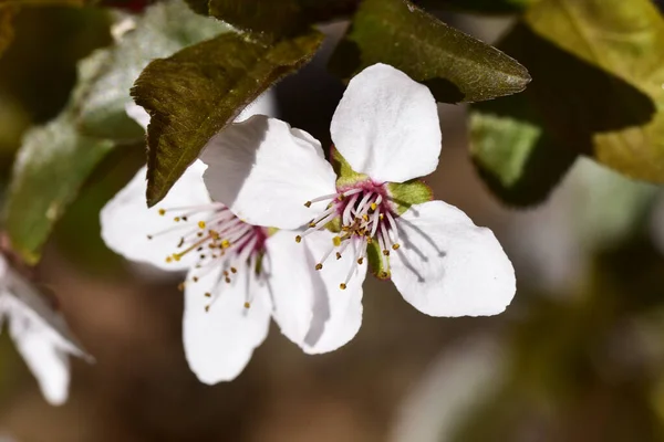 春に枝先に白い花を咲かせ — ストック写真