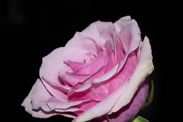 Hermosa Flor Rosa Sobre Fondo Oscuro —  Fotos de Stock