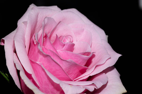 Beautiful rose flower on dark background
