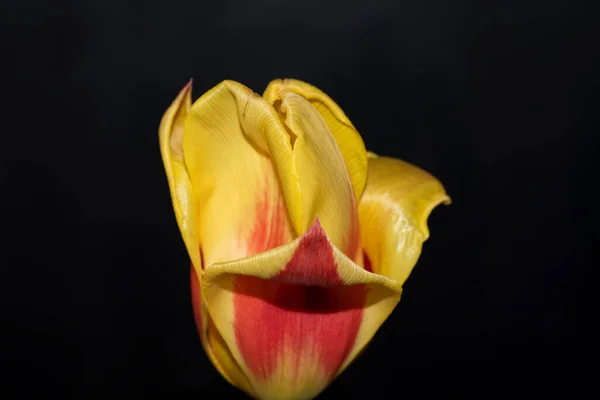 Schöne Gelbe Tulpe Auf Schwarzem Hintergrund — Stockfoto