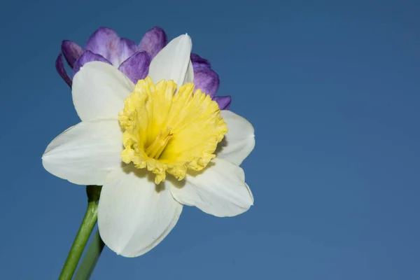 Beautiful Iris Narcissus Flowers Blue Sky Background — 스톡 사진