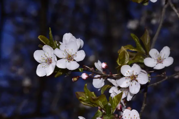 Vita Blommor Trädgren Våren — Stockfoto