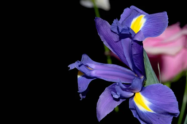 Όμορφα Λουλούδια Ίριδας Μαύρο Φόντο — Φωτογραφία Αρχείου