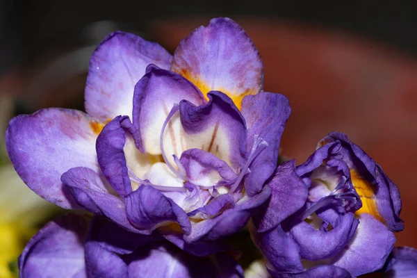 Primo Piano Fiori Viola Giardino — Foto Stock