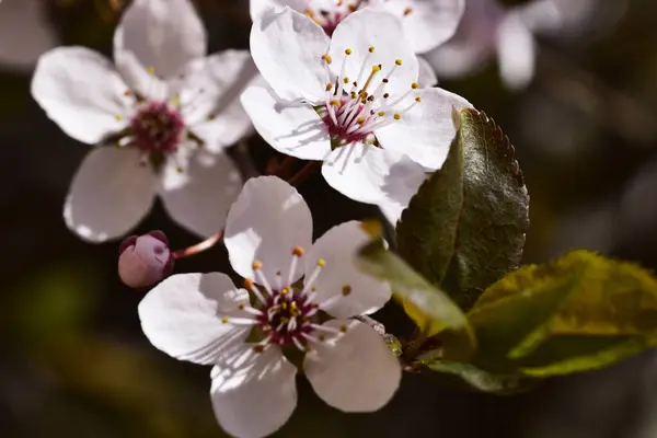 春に枝先に白い花を咲かせ — ストック写真