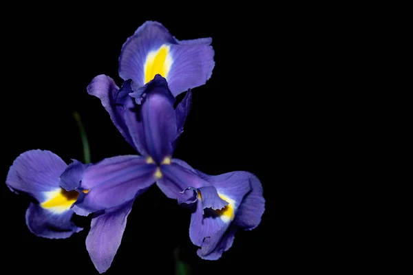 Bellissimo Fiore Viola Iride Sfondo Nero — Foto Stock