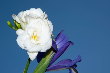 Mavi arka planda güzel bahar çiçekleri