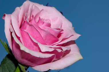 Güzel gül ve iris çiçekleri, çiçek konsepti