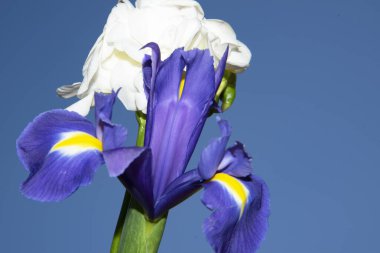 Mavi arka planda güzel bahar çiçekleri