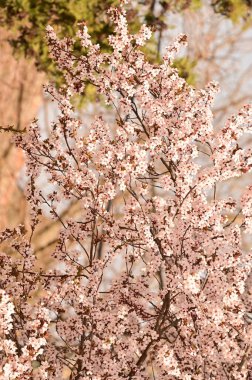 Bahar zamanı ağaç dalında beyaz çiçekler