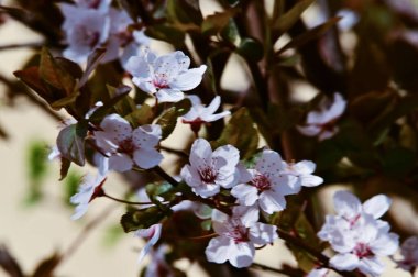 Bahar zamanı ağaç dalında beyaz çiçekler