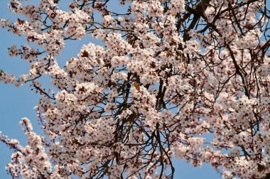 Bahar zamanı ağaç dalında beyaz çiçekler