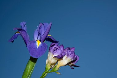 Güzel çiçeklerin mavi gökyüzüne yakın görüntüsü