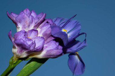 Güzel çiçeklerin mavi gökyüzüne yakın görüntüsü