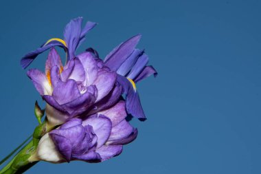 Güzel çiçeklerin mavi gökyüzüne yakın görüntüsü