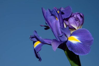 Güzel çiçeklerin mavi gökyüzüne yakın görüntüsü