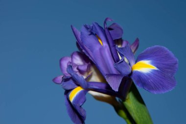 Güzel çiçeklerin mavi gökyüzüne yakın görüntüsü