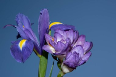 Güzel çiçeklerin mavi gökyüzüne yakın görüntüsü