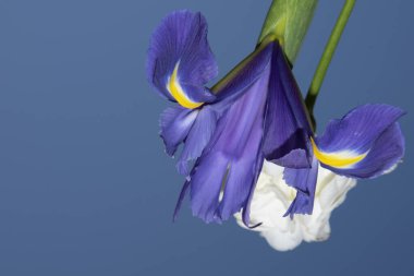 Mavi arka planda güzel bahar çiçekleri