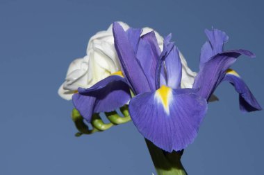 Güzel çiçeklerin mavi gökyüzüne yakın görüntüsü