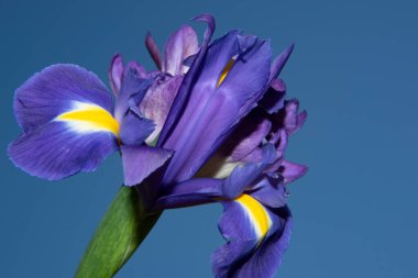 Mavi arka planda güzel iris çiçekleri
