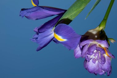 Mavi arka planda güzel iris çiçekleri