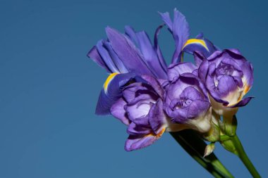 Güzel çiçeklerin mavi gökyüzüne yakın görüntüsü