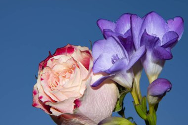 Güzel çiçeklerin mavi gökyüzüne yakın görüntüsü