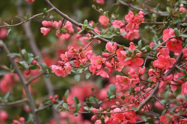 İlkbaharda açan güzel kiraz çiçeğinin yakın görüntüsü