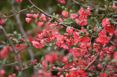 İlkbaharda açan güzel kiraz çiçeğinin yakın görüntüsü