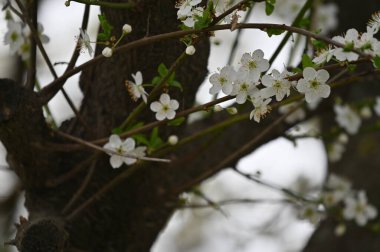 Bahar zamanı ağaç dalında beyaz çiçekler