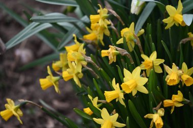 Baharda bahçedeki güzel nergislerin yakın görüntüsü.