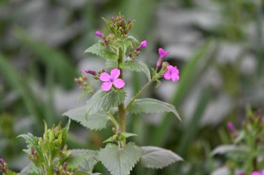 Bahçedeki güzel çiçekler