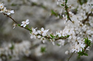 Bahar zamanı ağaç dalında beyaz çiçekler