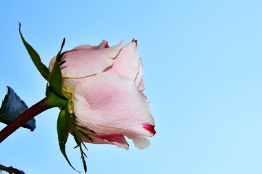 Mavi gökyüzünde güzel bir gül.