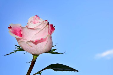 Mavi gökyüzünde güzel bir gül.