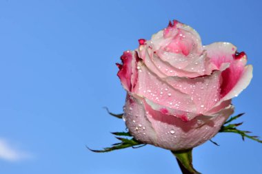 Mavi gökyüzünde güzel bir gül.