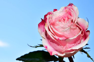 Mavi gökyüzünde güzel bir gül.