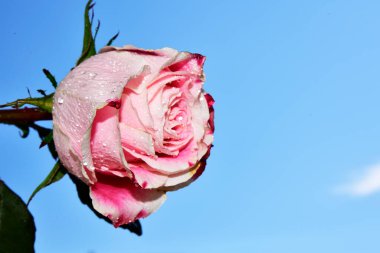 Mavi gökyüzünde güzel bir gül.