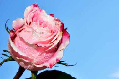 Mavi gökyüzünde güzel bir gül.